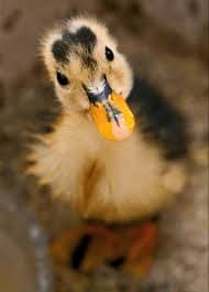 duck